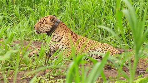 Onça resgatada no Pantanal patas queimadas volta a viver na