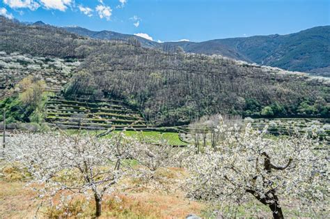 Cherry Blossoms In The Jerte Valley Spain Stock Photo Image Of