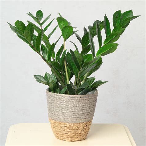 Zamioculcas - green plant
