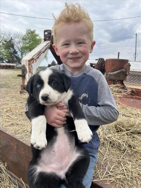Working Pups Nex Tech Classifieds