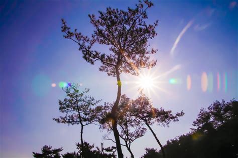 Bildet Landskap Tre Natur Horisont Gren Sky Anlegg Himmel Sol