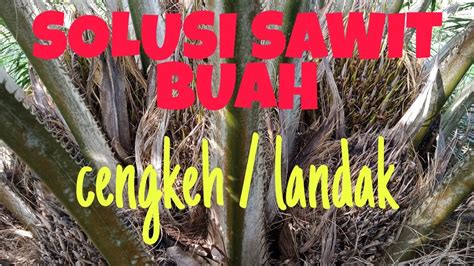 Cara Mengatasi Sawit Berbuah Landak Basmi Sawit Buah Cengkeh Youtube