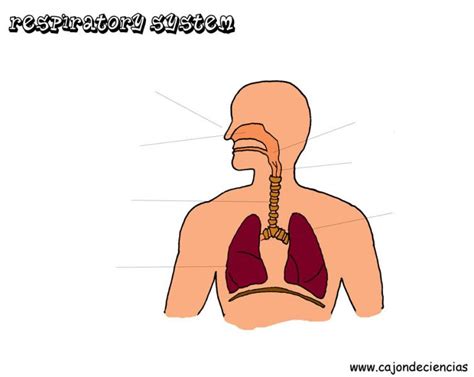 Print Map Quiz APARATO RESPIRATORIO biología