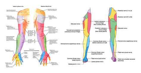 Dermatome Map Shingles Leg