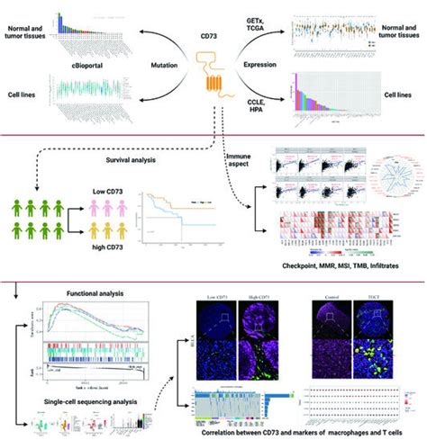 Cancers Free Full Text Identification Of CD73 As A Novel Biomarker