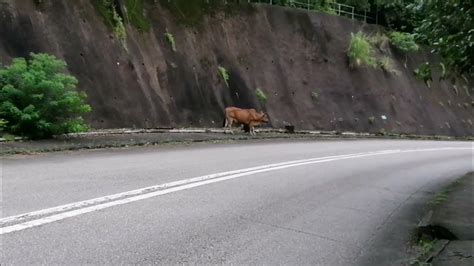 Theres A Cow In The Road Youtube