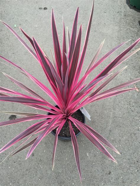 Cordyline Pink Passion Westlake Nursery