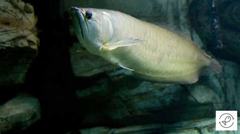 Silver Arowana Care Guide: Tips for a Thriving Aquarium