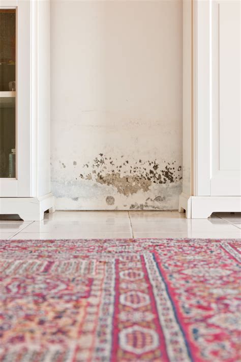 Removing Mould In Rental Properties Who S Responsible Better Homes