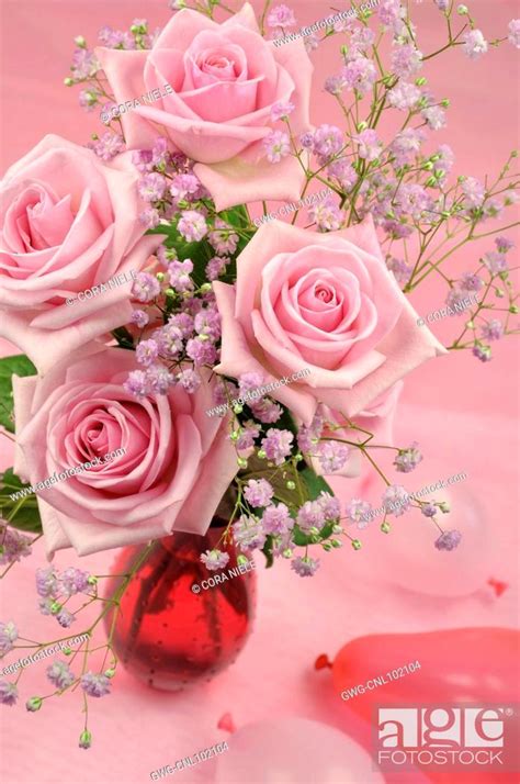 PINK ROSE ARRANGEMENT, Stock Photo, Picture And Rights Managed Image. Pic. GWG-CNL102104 ...