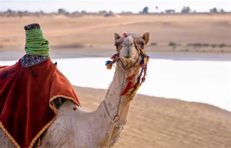 DOZENS OF CAMELS BARRED FROM SAUDI BEAUTY CONTEST OVER BOTOX TOUCH UPS