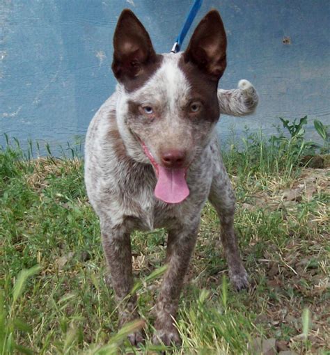 Chocolate Heeler Dog - animal protective league