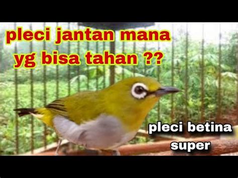 Suara Pancingan Pleci Betina Birahi Memanggil Jantan Bikin Gacor YouTube