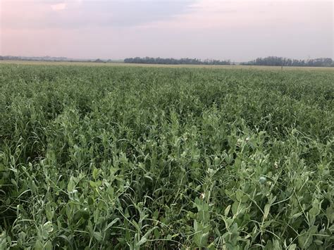 Grazing Cover Crops Manitoba Beef Forage Initiatives