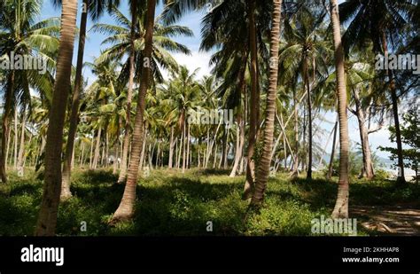 Palm Trees On Seashore Coconut Palm Trees And Green Grass On Beach In