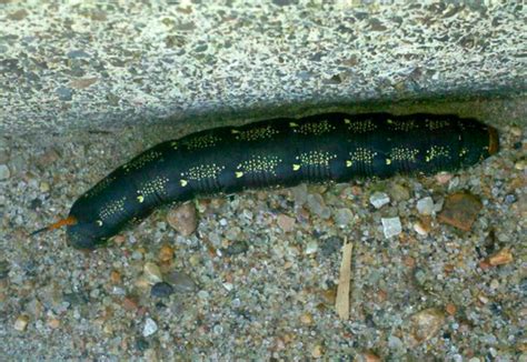 Black Caterpillars: An Identification Guide to Common Species | Owlcation