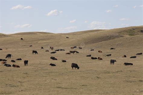 Cattle In The Canadian Prairies Stock Image Image Of Countryside