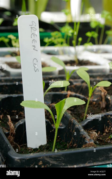 Vegetable Seedlings Hi Res Stock Photography And Images Alamy