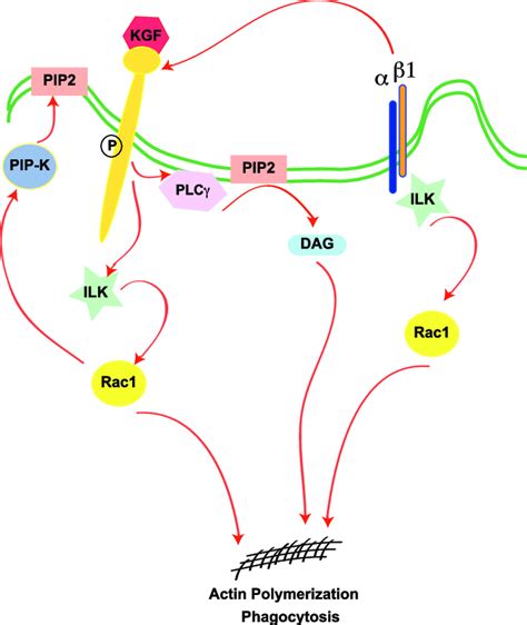 Proposed Model Of Kgfr Signaling Leading To Phagocytosis Kgfr