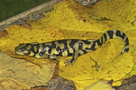 Natural Closeup Of The Barred Tiger Salamander Ambystoma Mavortium On