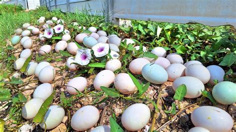 Wow Wow Unique A Female Fisherman Pick A Lot Of Duck Eggs Under The