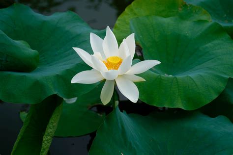 White Lotus Flower · Free Stock Photo