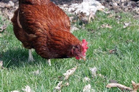 ¿las Gallinas Golden Sexlink Son Buenas Ponedoras De Huevos Pol Y Edro