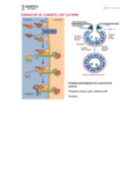 Solution Tr Fico Vesicular Biolog A Celular Y Molecular Genetica En