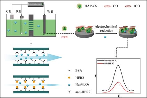 Schematic Illustration Of An Electrochemical Immunoassay For Her2 Based Download Scientific