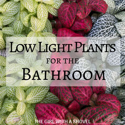 Low Light Plants for the Bathroom - The Girl with a Shovel