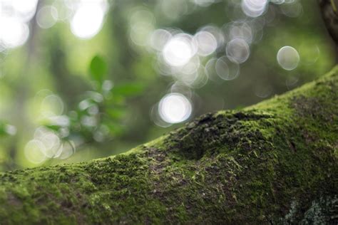 Wallpaper Japan Temple Sunlight Forest Water Nature Grass