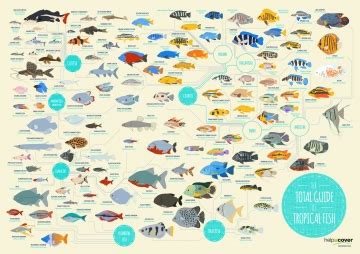 Tropical Fish List Of Species Infographic