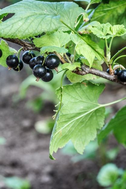 Premium Photo Black Currants On Bush Growing In Garden In Summer Day