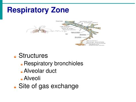 Ppt Anatomy And Physiology Of The Respiratory System Powerpoint