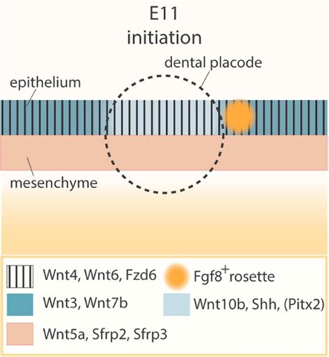 Frontiers Intertwined Signaling Pathways Governing Tooth Development