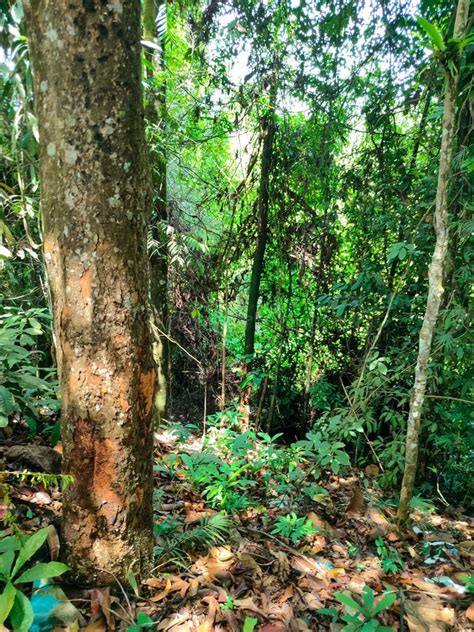 A Small Ravine In The Kalimantan Forest Kalimantan Tropical Forest