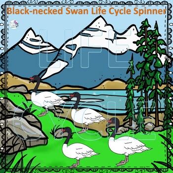 Black-necked Swan (Life Cycle Spinner) by Donna Thompson | TpT