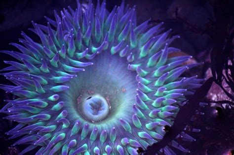 Anemone Sea Anemone Ocean Inspiration Patterns In Nature