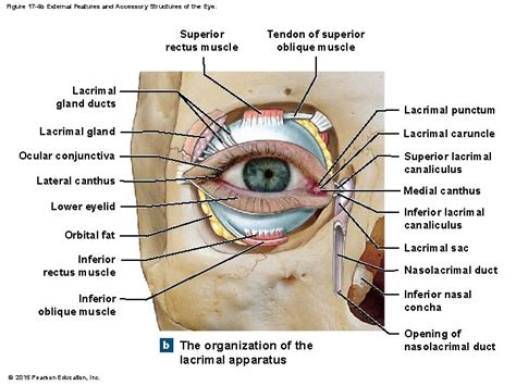 17 3 Accessory Structures Of The Eye Lacrimal