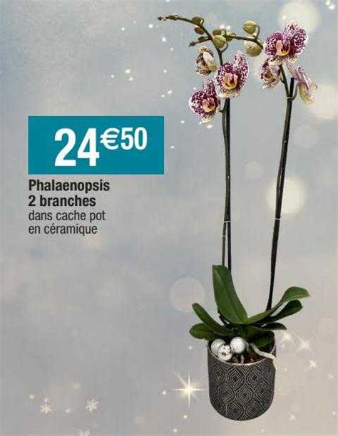 Promo Phalaenopsis 2 Branches Chez Migros France ICatalogue Fr