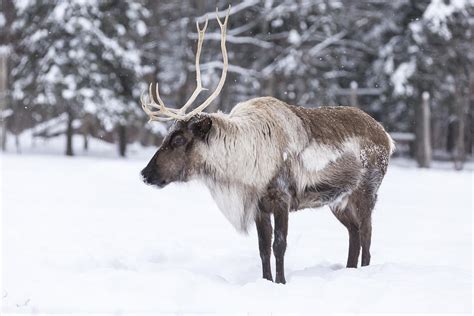 Caribou In Winter