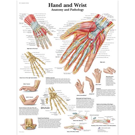 Hand And Wrist Chart Anatomy And Pathology Sem Trainers