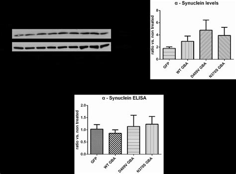 Effects Of Gba Expression On Synuclein Levels In Mouse Cortical