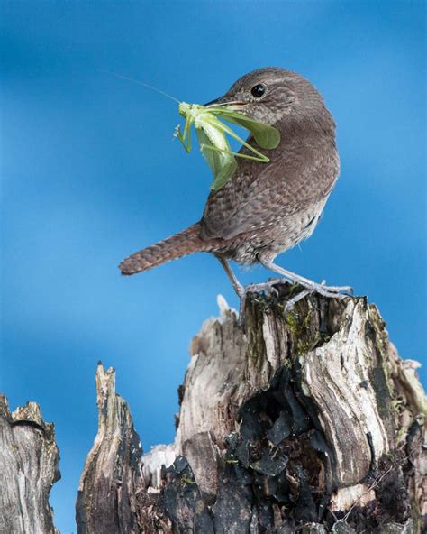 House Wren Audubon Field Guide