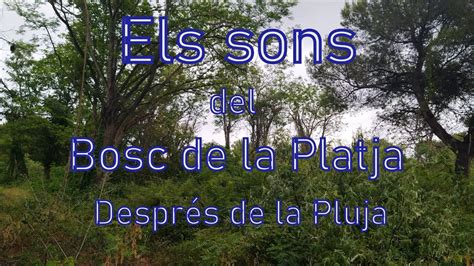 Els Sons Del Bosc De La Platja Despr S De La Pluja Youtube