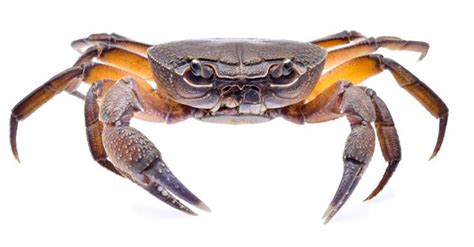 How To Catch Rig Fiddler Crabs For Redfish Black Drum And More