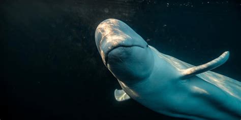 Hallan muerta a la ballena blanca espía Hvaldimir en Noruega