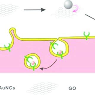 Schematic Illustration For The Ecl Mechanism Of The Auncs Graphene