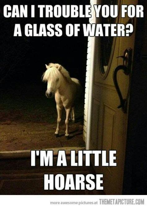 Drink Horse Puns Haha Funny Funny Horses