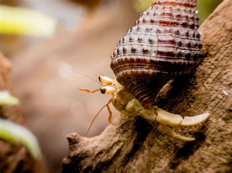 Hermit Crab Molting The Complete Guide VIVO Pets